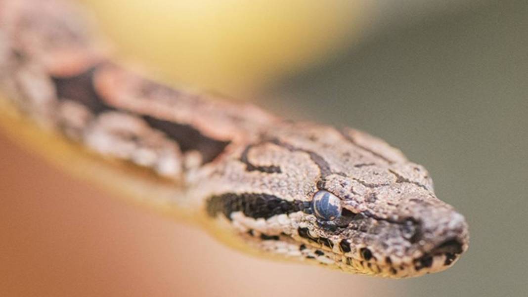 Şişlik fark edince olanlar oldu! Yılanın karnını yaran köylü gördüğü manzara karşısında küçük dilini yuttu 2